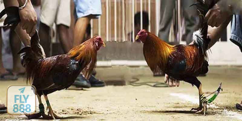Đá Gà Thomo - Trải nghiệm sảnh đá gà Fly888 dành cho người mới