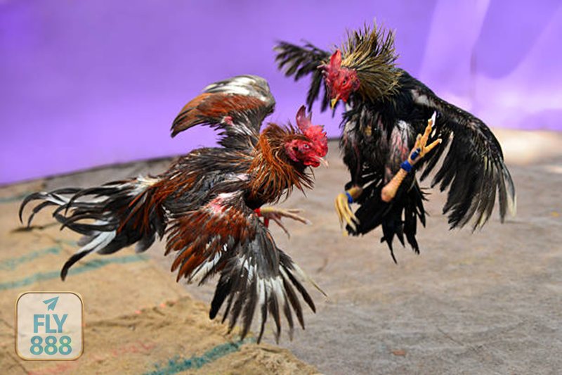 Đá Gà Cựa Sắt - Từ văn hóa dân gian đến trải nghiệm số