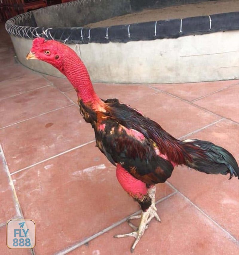 Đá Gà Cựa Sắt - Hạng cân và kiểm tra chiến kê trước giờ lên sới