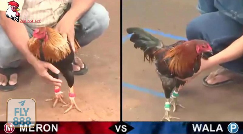 Đá Gà Thomo - Đọc thể trạng và lối đá trước khi xuống tiền