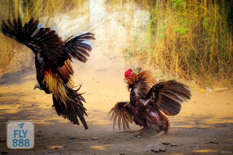 Đá Gà Thomo - Chạng gà, cân ký và thời lượng trận