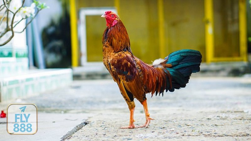 Đá Gà Online - Meron: cửa được đánh giá nhỉnh hơn