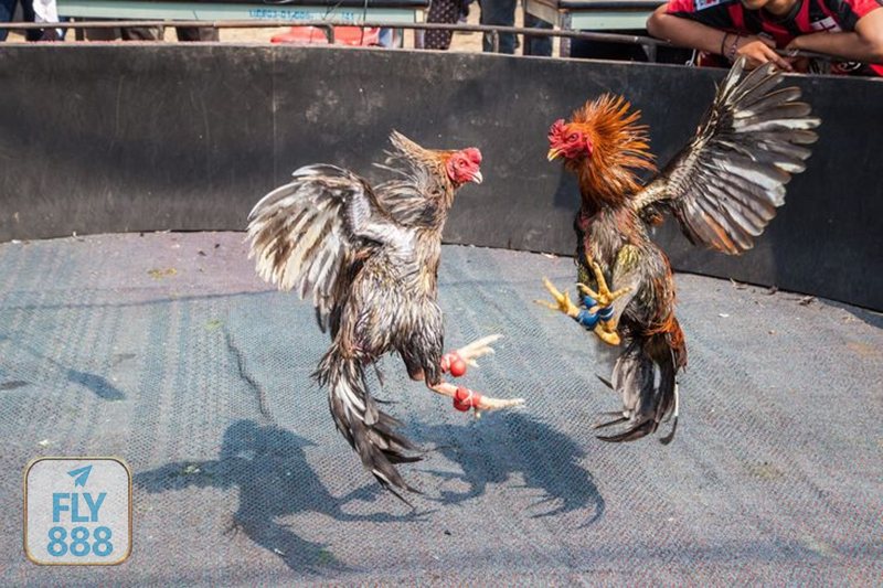 Đá Gà Fly888 - Bảo mật thông tin và an toàn giao dịch