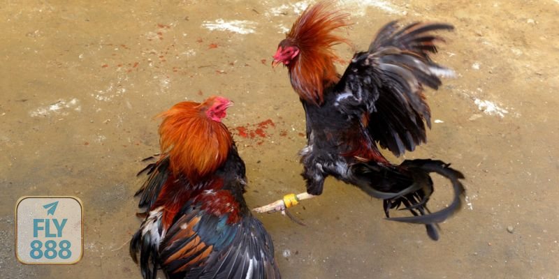 Đá Gà Online - Đăng ký, đăng nhập và thiết lập bảo mật