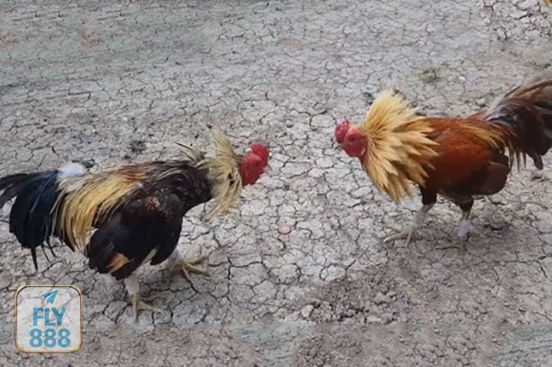 Đá Gà Cựa Sắt - Bảng kèo minh bạch, cập nhật theo diễn biến